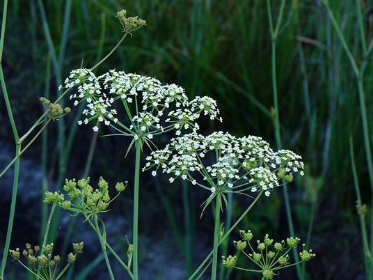 {Tiedemannia filiformis}
